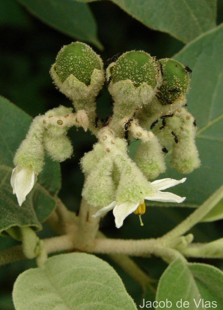 Solanum erianthum D.Don